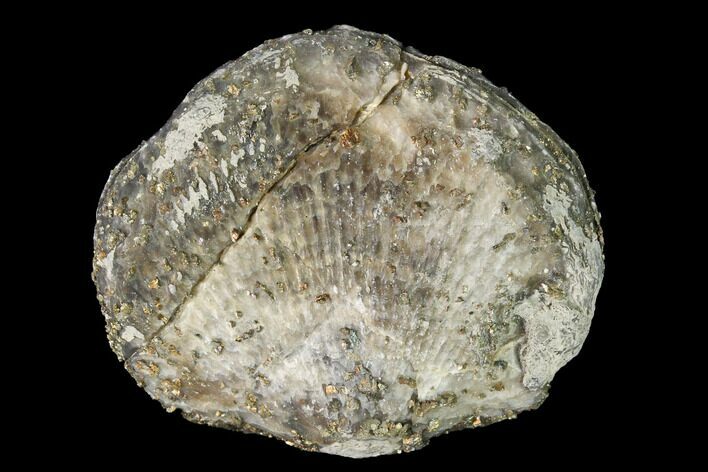 Pyrite Replaced Brachiopod (Stropheodonta) Fossil - Ohio #145632
